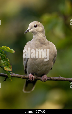 COLLARED Taube Streptopelia Decaocto Erwachsene Porträt in einem städtischen Garten.  Derbyshire, UK Stockfoto