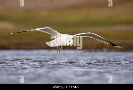 GEMEINSAMEN GULL Larus Canus Erwachsener in seiner Winterkleid hereinkommt, landen auf einer seichten Lagune.  Norfolk, Großbritannien Stockfoto