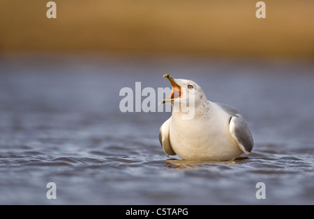 GEMEINSAMEN GULL Larus Canus Erwachsener in seiner Winterkleid "lange Berufung".  Norfolk, Großbritannien Stockfoto