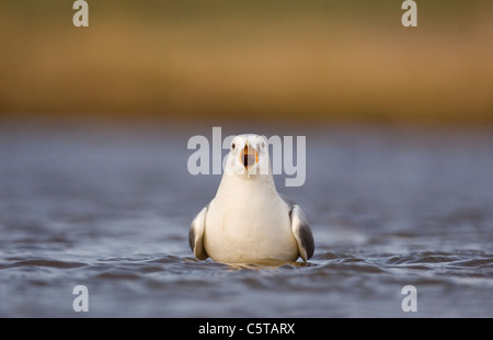 GEMEINSAMEN GULL Larus Canus Erwachsener in seiner Winterkleid "lange aufrufenden" geradewegs auf den Fotografen.  Norfolk, Großbritannien Stockfoto