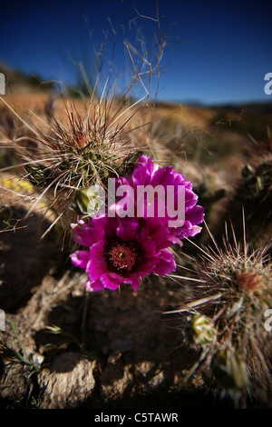 Nahaufnahme von einem lila Wüstenblume Stockfoto