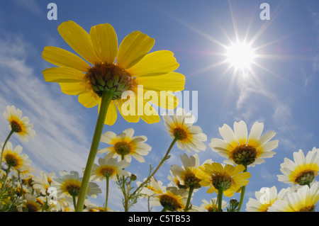 Spanien, Mallorca, Garland Chrysantheme (Chrysanthemum Coronarium), Nahaufnahme Stockfoto