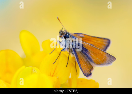 Kleine Skipper Butterfly; Thymelicus Sylvestris; einen Fuß auf Vögel Kleeblatt; Cornwall; UK Stockfoto