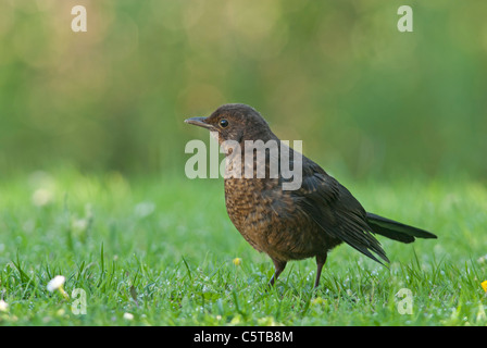 Amsel (Turdus Merula), juvenile auf Wiese im Garten Stockfoto