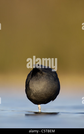 BLÄSSHUHN Fulica Atra bildet Erwachsener einen fast perfekten Kreis, wie es in der Morgendämmerung auf einem ruhigen See Quartiere. März. Derbyshire, UK Stockfoto