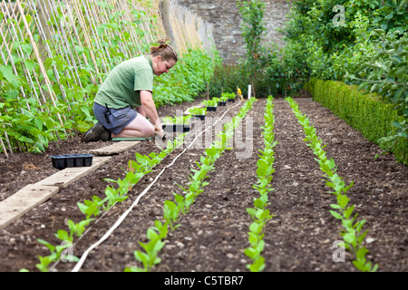 Frau arbeitet im Gemüsegarten auf die Lost Gardens of Heligan Cornwall UK Stockfoto