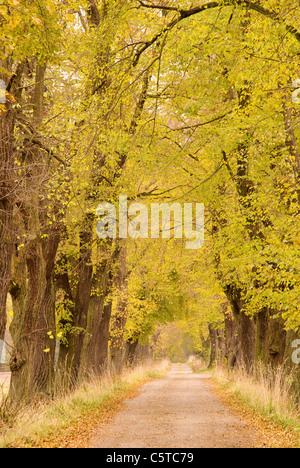 Lindenallee - Lindenallee 03 Stockfoto