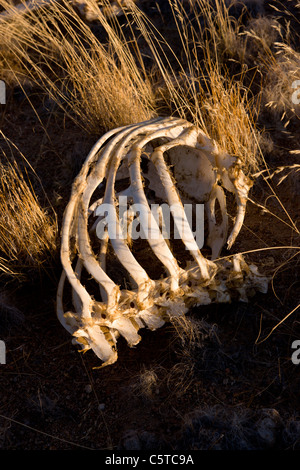 Straußen-Knochen gebleicht weiß in der heißen Sonne. Bloedkoppie, Namib-Naukluft-Nationalpark. Namibia. Stockfoto