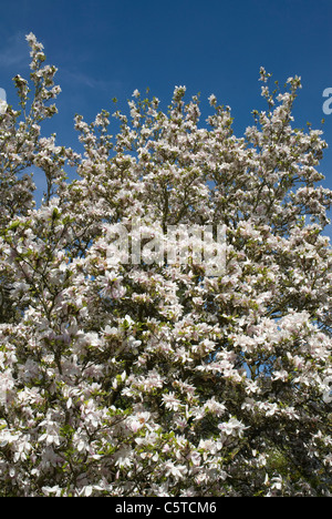 Weiße Magnolienbaum in voller Blüte Royal Victoria Park Bad Somerset England UK Stockfoto