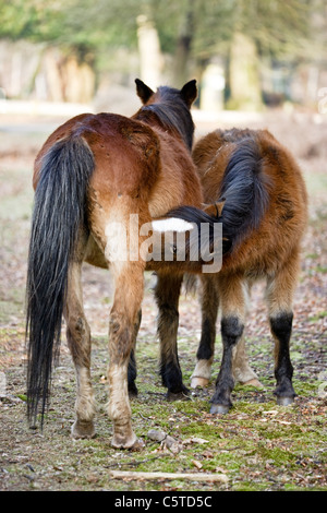 New Forest Ponys, Fohlen Fütterung von Stute Stockfoto