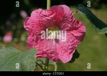 Holly Hock, Stockrosen blühen im Garten (Alcea Rosea). Stockfoto