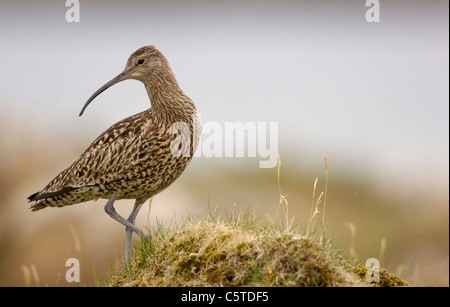 BRACHVOGEL Numenius Arquata Porträt eines Erwachsenen auf einem grasbewachsenen Hügel. Juli.  Shetland-Inseln, Schottland, UK Stockfoto