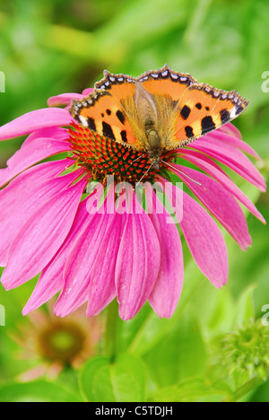 Tagpfauenauge Auf Purpursonnenhut - Europäische Pfau auf lila Sonnenhut-02 Stockfoto