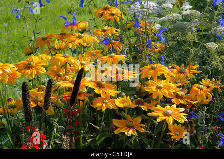 Gemischten Beet: Zier-Hirse, Lampenputzergras Glaucum. Rudbeckia 'Prairie Sun' (Rudbeckia sp).  Ammi "Queen of Africa". Stockfoto