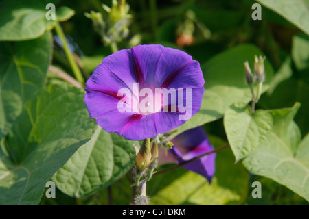 Ipomoea purpurea (varietry: Morning glory) in voller Blüte, in einem Garten. Stockfoto