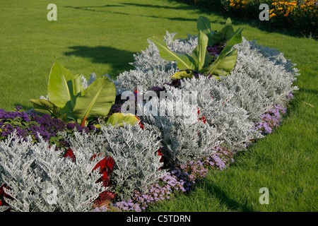 Jährliche Blumenbeet: Senecio Aschenpflanze. Stockfoto