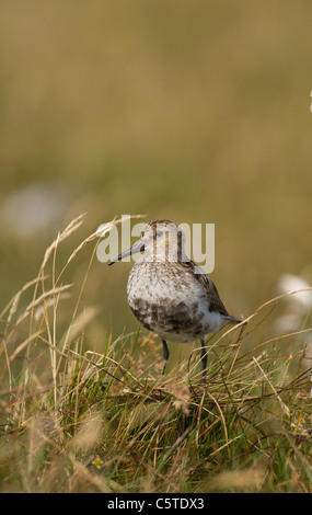 ALPENSTRANDLÄUFER Calidris Alpina Erwachsener auf offene Heidelandschaft. Shetland-Inseln, Schottland, UK Stockfoto