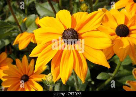 Rudbeckien (Sorte: Black Eyed Susan) "Indian Summer" in der Blüte im Garten (Rudbeckia hirta). Mehrjährig. Stockfoto