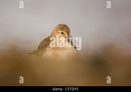 ALPENSTRANDLÄUFER Calidris Alpina Erwachsener thront am Rande eine seichtere Lagune. Norfolk, Großbritannien Stockfoto