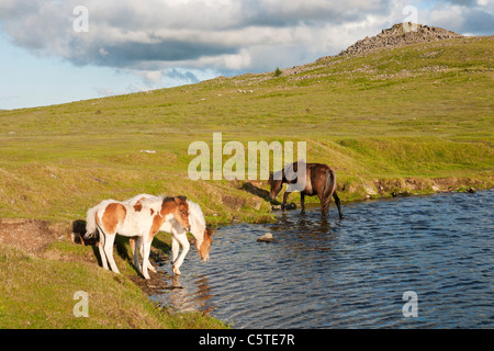 Dartmoor Pony und Fohlen trinken am Teich auf Dartmoor, Devon UK Stockfoto