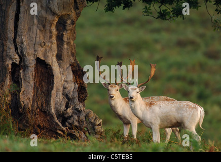 Damhirsch Dama Dama A paar weiße Dollar stehen gemeinsam in der Nähe der Basis der alten Bäume. Leicestershire, UK Stockfoto