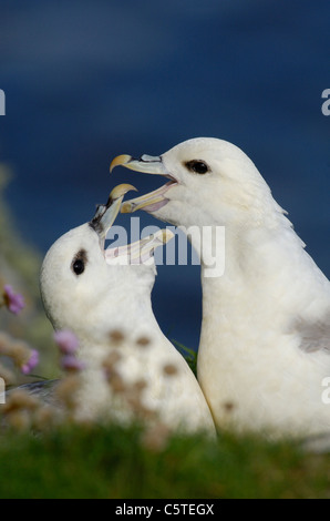 FULMAR Fulmarus Cyclopoida ein Zuchtpaar in deren schnatternde Anzeige engagiert. Mai. Shetland-Inseln, Schottland, UK Stockfoto