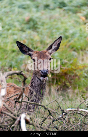 weibliches Rotwild im Richmond Park, London Stockfoto