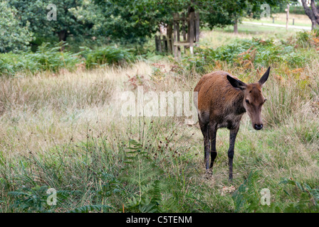 weibliches Rotwild im Richmond Park, London Stockfoto