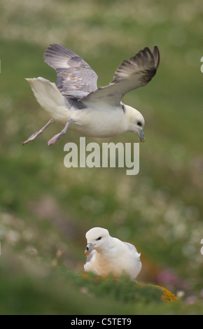 FULMAR Fulmarus Cyclopoida, die ein Erwachsener bei starkem Wind Küsten schwebt, während andere auf dem Boden sitzt. Saltee Inseln, Irland Stockfoto