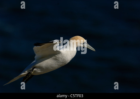 BASSTÖLPEL Morus Bassanus Erwachsener im Flug auf küstennahen Aufwinde, East Yorkshire, UK Stockfoto