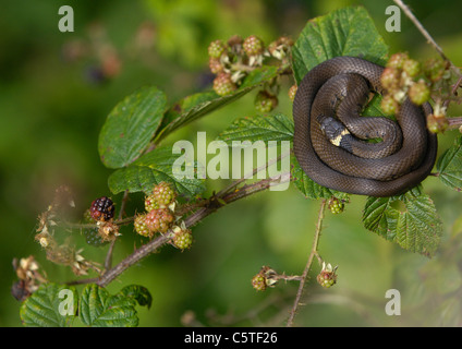 RINGELNATTER Natrix Natrix A Sub-adulten Schlange sonnt sich prekär an der Oberseite eine Brombeere. August. Derbyshire, UK Stockfoto