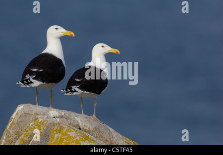GROßARTIGES BLACK-BACKED Möve Larus Marinus A paar Erwachsene stehen gemeinsam auf einem Felsen. Mai. Saltee Inseln, Republik Irland, UK Stockfoto