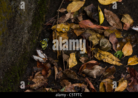 Gemeinsame map (Cyrestis thyodamas formosana) White Butterfly und beschmutzt, Sägezahn (Prioneris thestylis formosana), Gelb, Schmetterling, Taroko Nationalpark Stockfoto