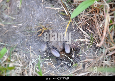 Ein Nest neugeborener Wildkaninchen in einem grasbewachsenen Hof in