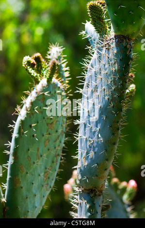 Biberschwanz Kaktus Stockfoto