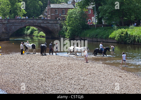 Zigeuner Pferde in den Fluss Eden an Appleby Horse Fair, Appleby in Westmoreland zu waschen. Stockfoto