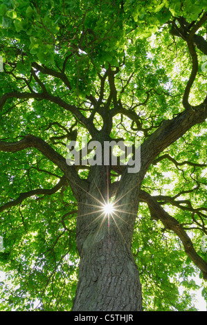 Deutschland, Mecklenburg-Vorpommern, Kastanie (Aesculus Hippocastanum) mit Sonne und Sonnenstrahlen, geringe Winkel Ansicht Stockfoto