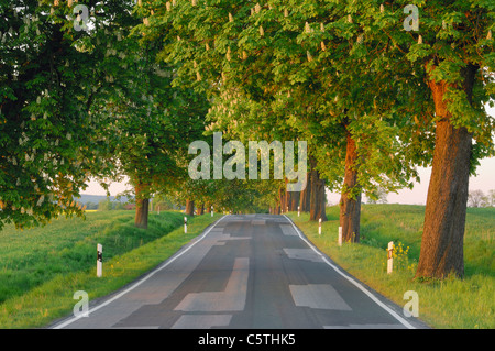 Deutschland, Mecklenburg-Vorpommern, von Bäumen gesäumten Landstrasse mit Rosskastanie (Aesculus Hippocastanum) Stockfoto