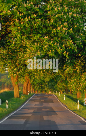 Deutschland, Mecklenburg-Vorpommern, von Bäumen gesäumten Landstrasse mit Rosskastanie (Aesculus Hippocastanum) Stockfoto