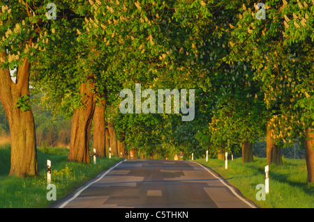 Deutschland, Mecklenburg-Vorpommern, von Bäumen gesäumten Landstrasse mit Rosskastanie (Aesculus Hippocastanum) Stockfoto