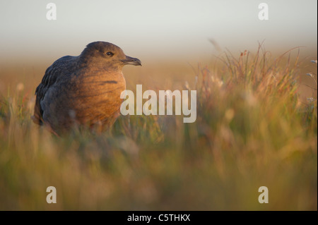 Great Skua Stercorarius Skua A Sub Erwachsener im Morgengrauen Sonnenlicht auf offenen Moorlandschaften in der Morgendämmerung. September. Shetland-Inseln, Schottland, UK Stockfoto