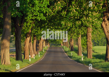 Deutschland, Mecklenburg-Vorpommern, von Bäumen gesäumten Landstrasse mit Rosskastanie (Aesculus Hippocastanum) Stockfoto