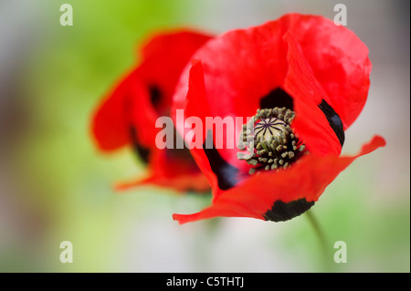 Marienkäfer-Mohn - Papaver Commutatum Mohn Stockfoto