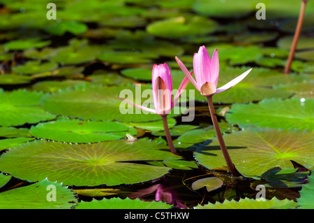 Leuchtend grüne Lilly Pad bedecken die Oberfläche eines Teiches Stockfoto