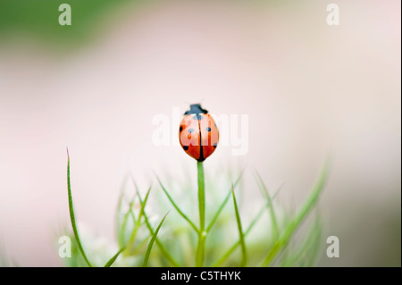 Eine einzelne 7-Punkt Marienkäfer auf eine Queen Anne es Lace Blume HeadCoccinella septempunctata Stockfoto