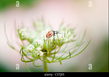 Eine einzelne 7-Punkt Marienkäfer auf eine Queen Anne es Lace Blume HeadCoccinella septempunctata Stockfoto