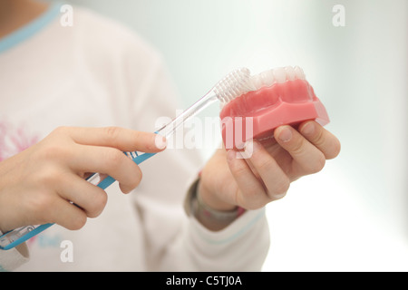 Deutschland, Bayern, Landsberg, Kind-Holding-Modell der Zähne und Zahnbürste Stockfoto