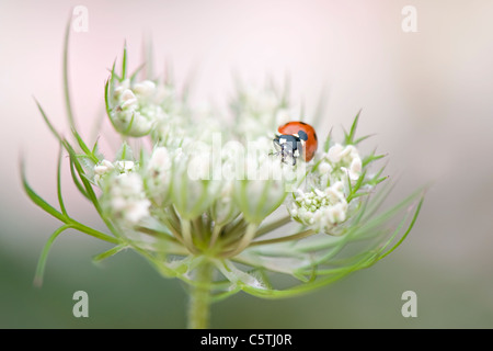 Eine einzelne 7-Punkt Marienkäfer auf eine Queen Anne es Lace Blume HeadCoccinella septempunctata Stockfoto