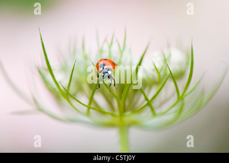 Eine einzelne 7-Punkt Marienkäfer auf eine Queen Anne es Lace Blume HeadCoccinella septempunctata Stockfoto