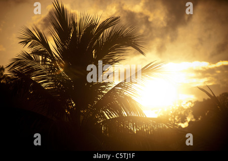 Intensiven Sonnenuntergang mit einer Silhouette Palme Stockfoto